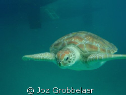 Diamond back turtle by Joz Grobbelaar 